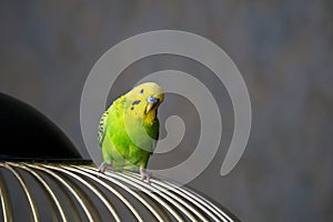 Selective focus. Portrait of a bright green young budgie sitting on the bars of a cage on a dark background. Breeding songbirds at