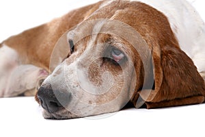 Selective focus portrait of sad looking dog's face