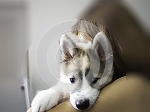 In selective focus of puppy was holding by blurred woman,cute mammal