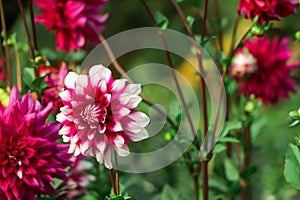 Selective focus on purple dahlia flower in garden