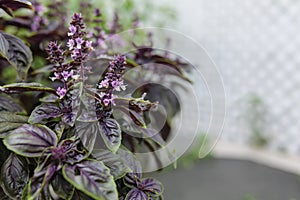 Selective focus. Purple Dark Opal Basil plant blooming in the garden bed, purple basil flowers.