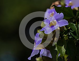 Selective focus on purple flowers of Thunbergia grandiflora