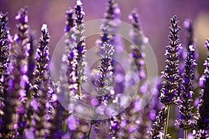 Selective focus of purple Lavender field - perfect for backgrouds