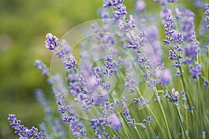 Selective focus on purple lavender flowers on blur background. Lavender field under the sunset in summer