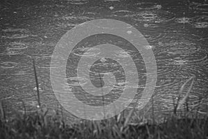 Selective focus of rain drops falling and rippling in a puddle or lake with water bubble and splashes on surface of water.