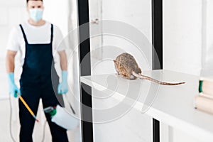 Selective focus of rat near exterminator