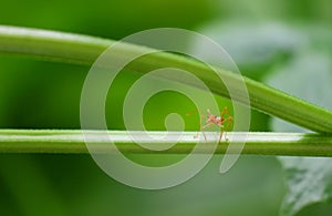 Selective focus Red ant alone holding on vine tree