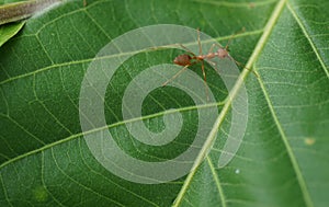 Selective focus at a red ant walking on a leaf