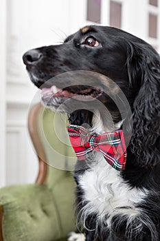 Selective focus on red checkered necktie. Dog spaniel in a red bow tie in the interior of the light room. Pet is three