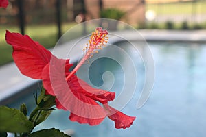 Selective Focus on Red Hibiscus Stamen. Blurred Swimming Pool Background.