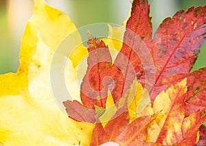 Selective focus of red, orange, yellow maple leaves with blurry background, Colorful of Autumn leaves with blurry background of gr