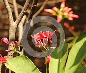 selective focus red perigrina flowers in bunch