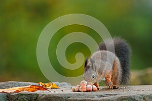 Selective focus of a red squirrel eating nuts with green blurred background