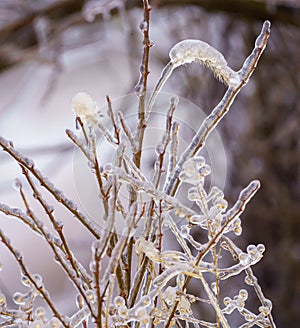 Selective focus of reed covered with ice on a cold winter day