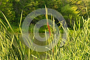 Selective focus of reeds against blue sky