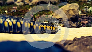 Selective focus on the reptile`s head. Common Water Snake Natrix. The snake Natrix lies on a white stone. Python is black and