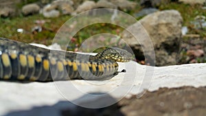 Selective focus on the reptile`s head. Common Water Snake Natrix. The snake Natrix lies on a white stone. Python is black and