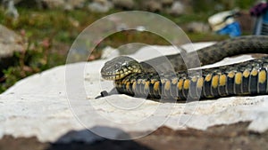 Selective focus on the reptile`s head. Common Water Snake Natrix. The snake Natrix lies on a white stone. Python is black and