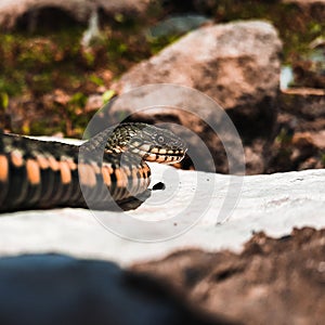 Selective focus on the reptile`s head. Common Water Snake Natrix. The snake Natrix lies on a white stone. Python is black and