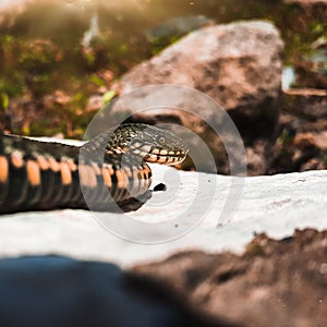 Selective focus on the reptile`s head. Common Water Snake Natrix. The snake Natrix lies on a white stone. Python is black and