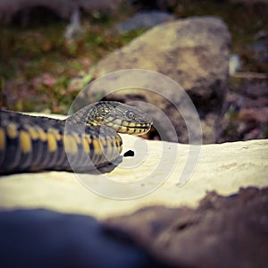 Selective focus on the reptile`s head. Common Water Snake Natrix. The snake Natrix lies on a white stone. Python is black and