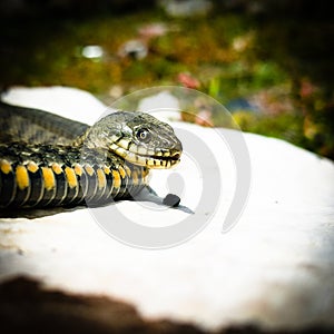 Selective focus on the reptile`s head. Common Water Snake Natrix. The snake Natrix lies on a white stone. Python is black and