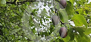 selective focus. Ripe blue violet plums in the plum orchard. Farming with light background. many ripe fruits in the plantation.