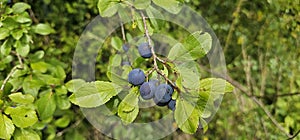 selective focus. Ripe blue violet plums in the plum orchard. Farming with light background. many ripe fruits in the plantation.