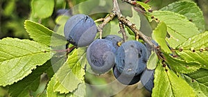 selective focus. Ripe blue violet plums in the plum orchard. Farming with light background. many ripe fruits. ripe plums