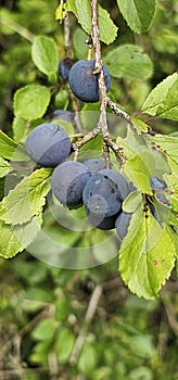 selective focus. Ripe blue violet plums in the plum orchard. Farming with light background. many ripe fruits. ripe plums