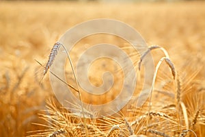Selective focus. Ripe ears of wheat. Natural orange background or texture. The grain crop is ready for harvesting. Close-up