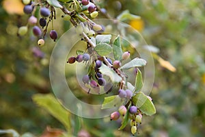 Selective focus of the ripening barberries on the tree branches in the garden