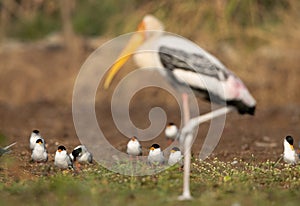 Selective focus on River terns with painted stork at the forground, Bhigwan bird sanctuary, India