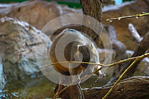 Selective focus. The rodent eats a young tree branch.