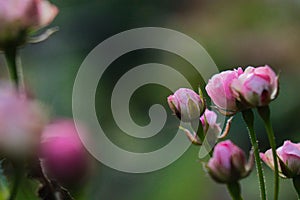 Selective focus of rose 'Mainzer Fastnacht' buds blooming in the garden, surrounded by green leaves