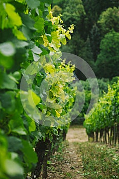 selective focus of rows of green vineyard