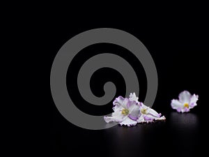 Selective focus. Saintpaulia flowers isolated on black background