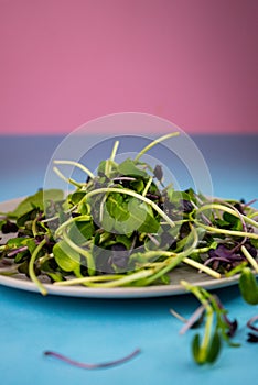 selective focus, salad of micro greens, healthy sprouts