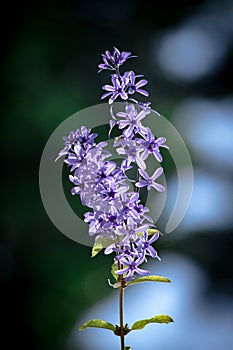 Selective Focus on Sandpaper vine Petrea volubilis. Blurred Background.