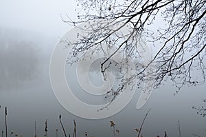 Selective focus of a scary and misty lake surrounded by trees - great for wallpapers