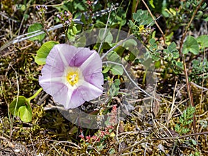 seashore false bindweed (Calystegia soldanella) with blurred background photo