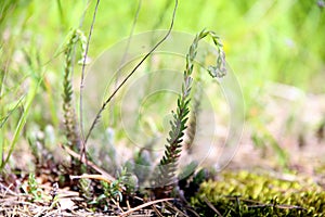 Selective focus on set of small succulents in the greenery, at ground level