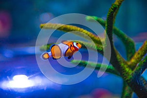 Selective focus sho of a Clownfish with coral