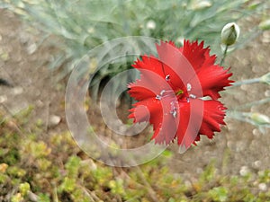 Selective focus shor of a red flower blooming in a garden