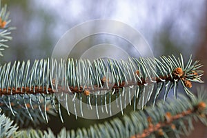 Selective focus shot of Abies Alba tree branch
