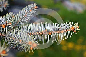 Selective focus shot of Abies Alba tree branch