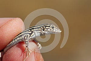 Selective focus shot of an Acanthodactylus erythrurus lizard in Spain