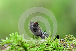 Selective focus shot of Acanthosaura lizard sitting on grassy ground on blurry green background