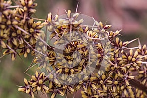 Selective focus shot of an Actinotus Helianthi flowering plant growing in the middle of a forest