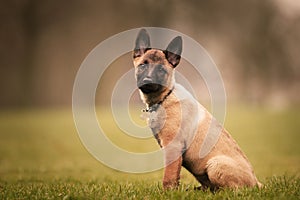 Selective focus shot of an adorable Belgian malinois puppy outdoors during daylight photo